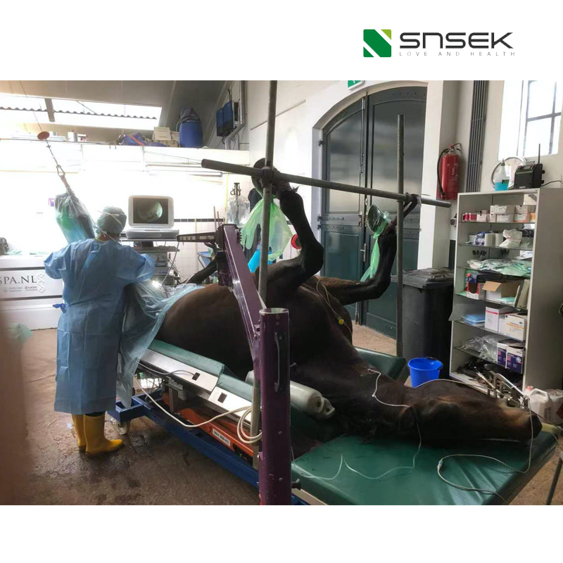 Snsek Medical Supplies Endoscopes To Veterinary Clinics In UK