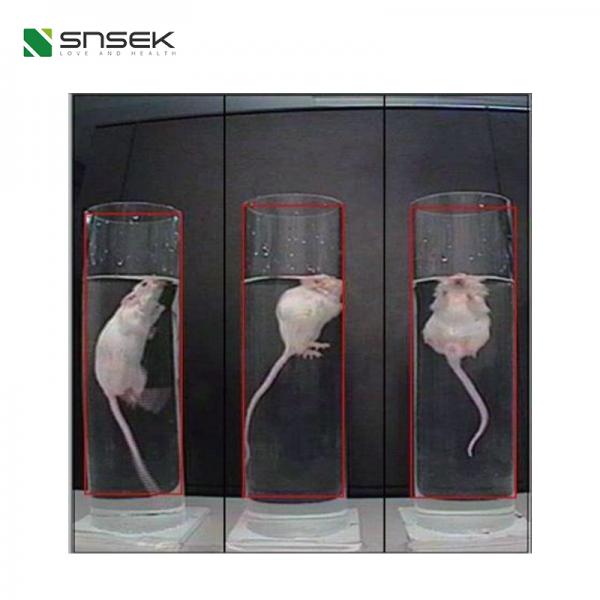 Snsek-SA-FST Forced swimming test system